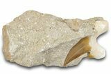 Large Otodus Shark Tooth Fossil in Rock - Morocco #274933-1